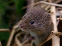 Noordse woelmuis Noordse woelmuis